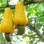 Cashew or Cajuil