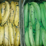 Banana (Guineo) and Plantains (Platano)