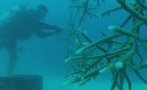 The Dominican Republic Launches Programs to Protect Coral Reefs