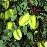 Carambola, also known as starfruit