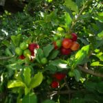 Acerola / barbados cherry / cereza