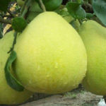 Grapefruit (Grei-fru o Toronja)