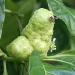 noni fruit