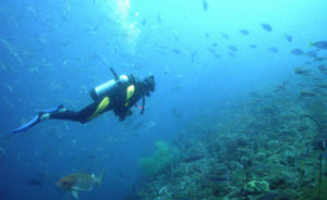 Dominican coastline is a diver’s paradise