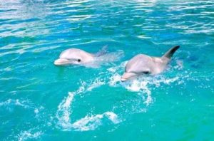 Ocean World receives certification for the welfare and humane treatment of the animals