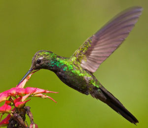 HispaniolanEmerald_hummingbird