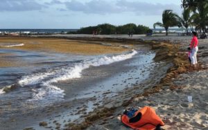 Sargassum returns to Dominican shores