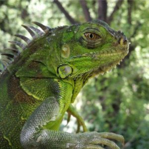 Do not buy green iguanas