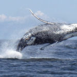 Humpback-Whale-Samana