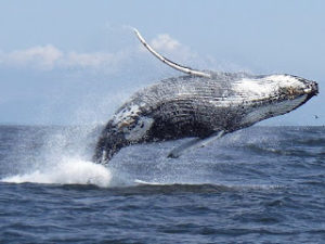 Humpback-Whale-Samana