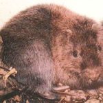 hutia