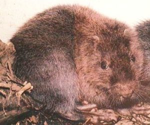 hutia