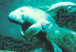 manatee