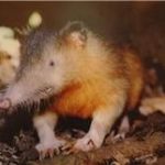 solenodon