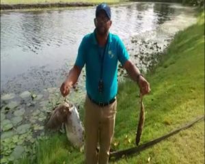 Thousands of dead fish found in Playa Dorada golf course lagoon