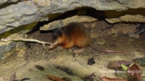 Solenodontes found in Puerto Plata