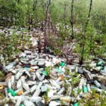 The Environment undertakes the cleaning of mangroves in Luperon Bay