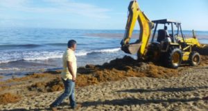 Cleaning operations on removal of seaweeds begin on Cabarete beaches