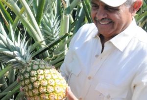 Selling Dominican pineapples on Amazon