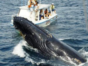 The Whale Watching season begins in the Dominican Republic