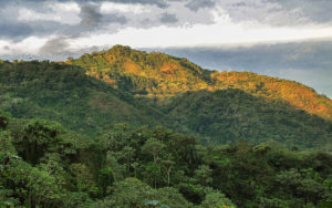 DR forest cover 43 of the country