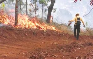 Forest fires on the increase