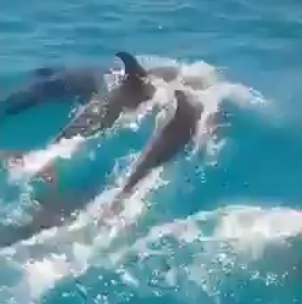 Dolphins spotted in Sosúa Bay