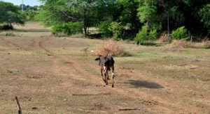 Severe drought continues to hurt much of the country