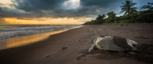 Respect the turtles that lay their eggs on Dominican beaches