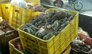 Seasonal ban: Protect the lobsters, conch and crabs