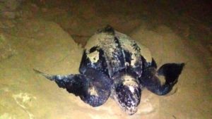 Turtle found on Cabarete beach