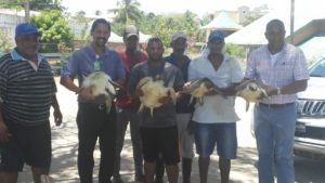 Authorities release 4 sea turtles that were in captivity in Playa Grande de Luperón