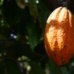 Chocolateria Cimarone