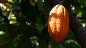 Chocolateria Cimarone