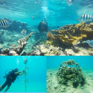 Restoration and preservation of the marine ecosystem in Sosúa Bay
