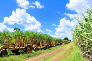 A very good year for the La Romana sugar harvest