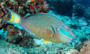 ban on fishing of parrotfish in the Dominican Republic