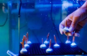 Iberostar joins efforts to promote coral and mangrove restoration