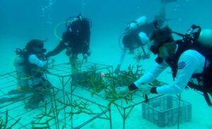 Coralmania 2021 plants coral reefs