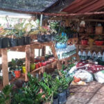 El Jardin de Rosario in Sosua | All types of plants & fertilizers