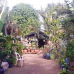 El Jardin de Rosario in Sosua | All types of plants & fertilizers