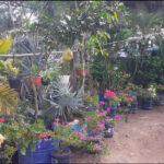 El Jardin de Rosario in Sosua | All types of plants & fertilizers