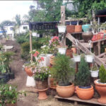 El Jardin de Rosario in Sosua | All types of plants & fertilizers