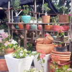 El Jardin de Rosario in Sosua | All types of plants & fertilizers