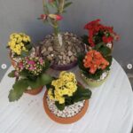 el jardin de rosario sosua vivero nursery