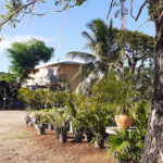 el jardin de rosario sosua vivero nursery