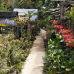 vivero francisco islabon sabaneta