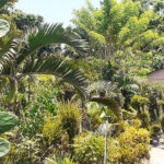 vivero francisco islabon sabaneta