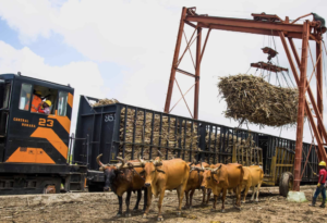 US bombshell prohibition of La Romana sugar stirs major responses