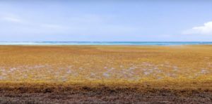 US$1 million for research to mitigate impact of sargassum